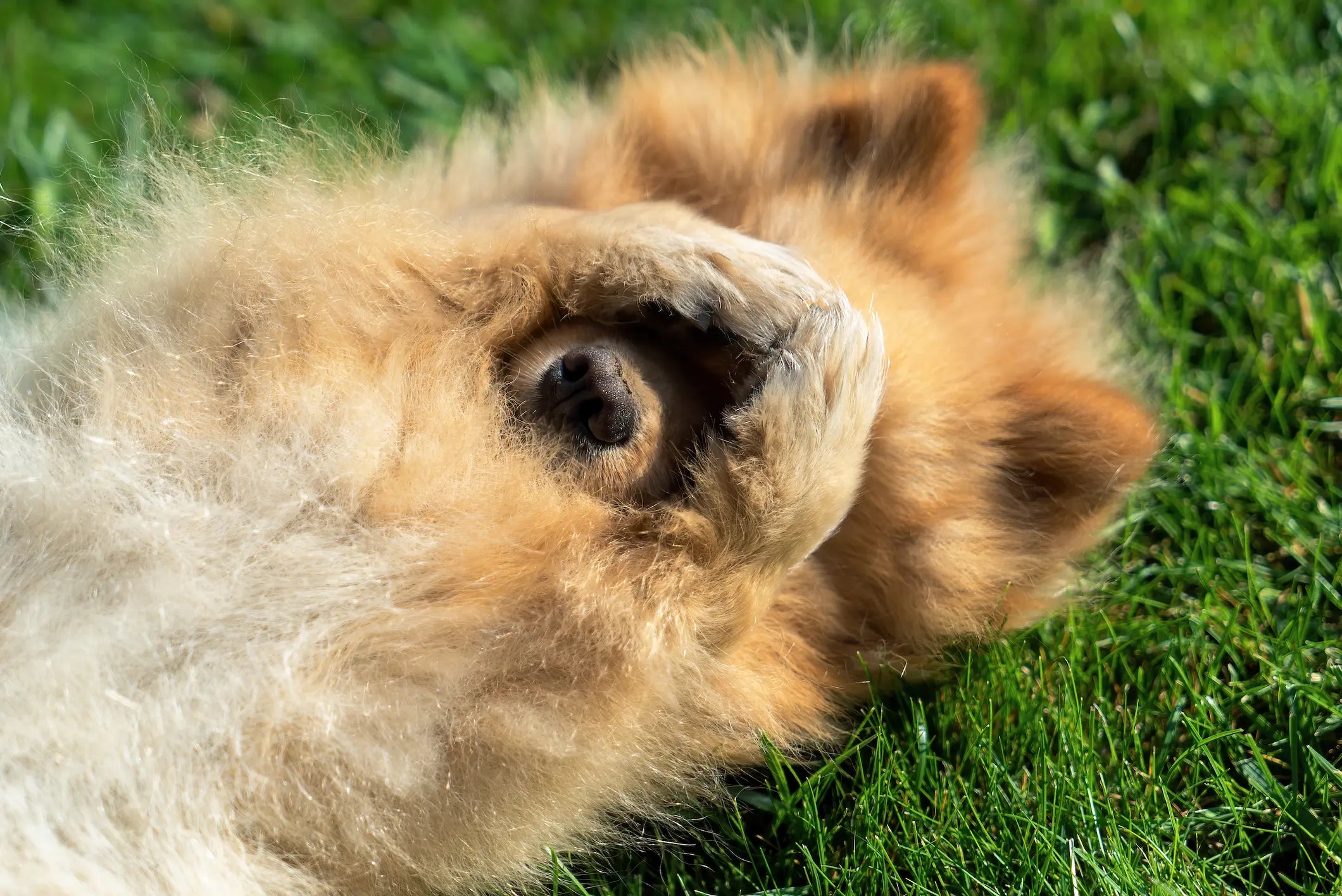 Itching, Licking, Scratching: When Should You Worry?