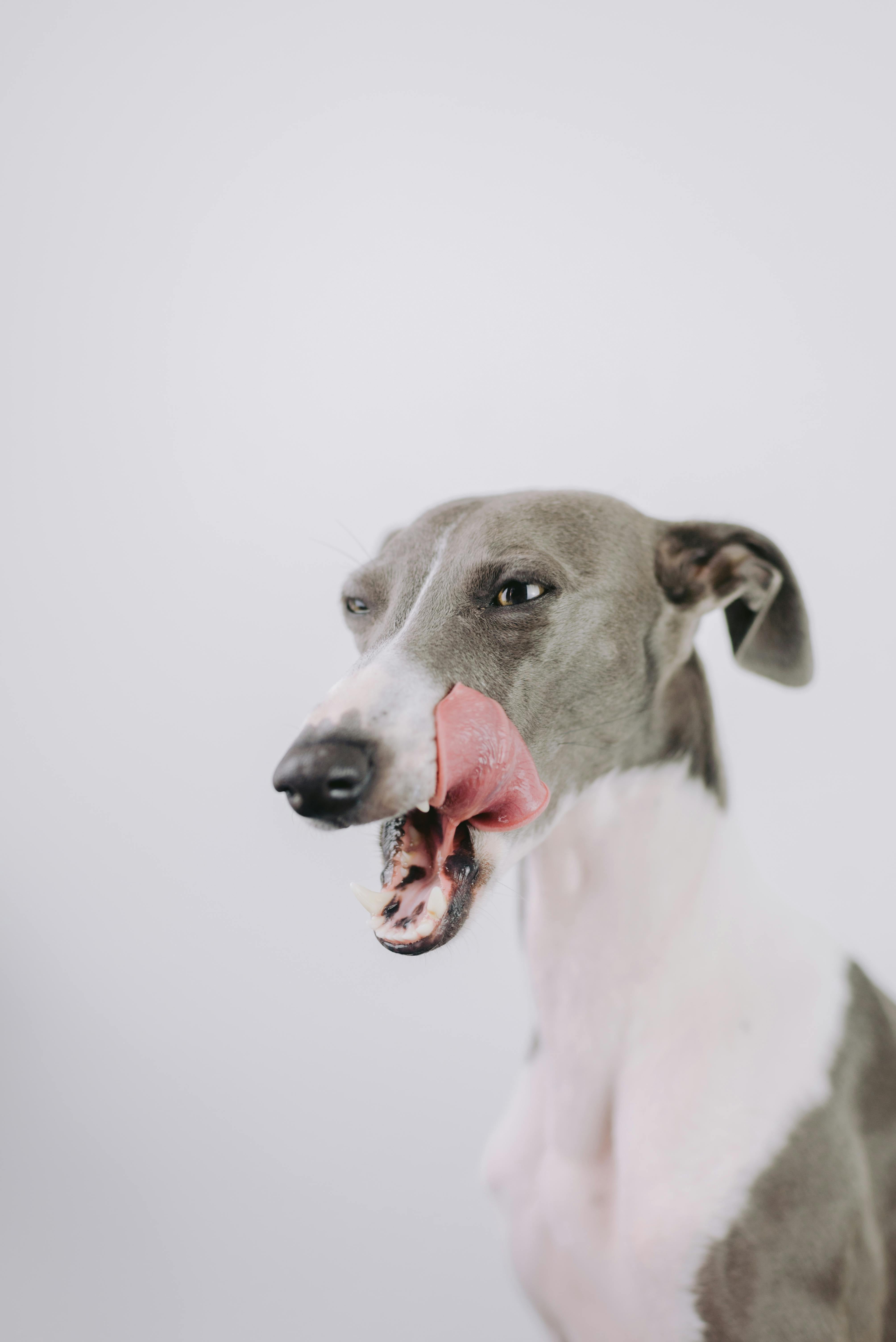 How Can Dental Rinse Water Additive Benefit Your Dog?