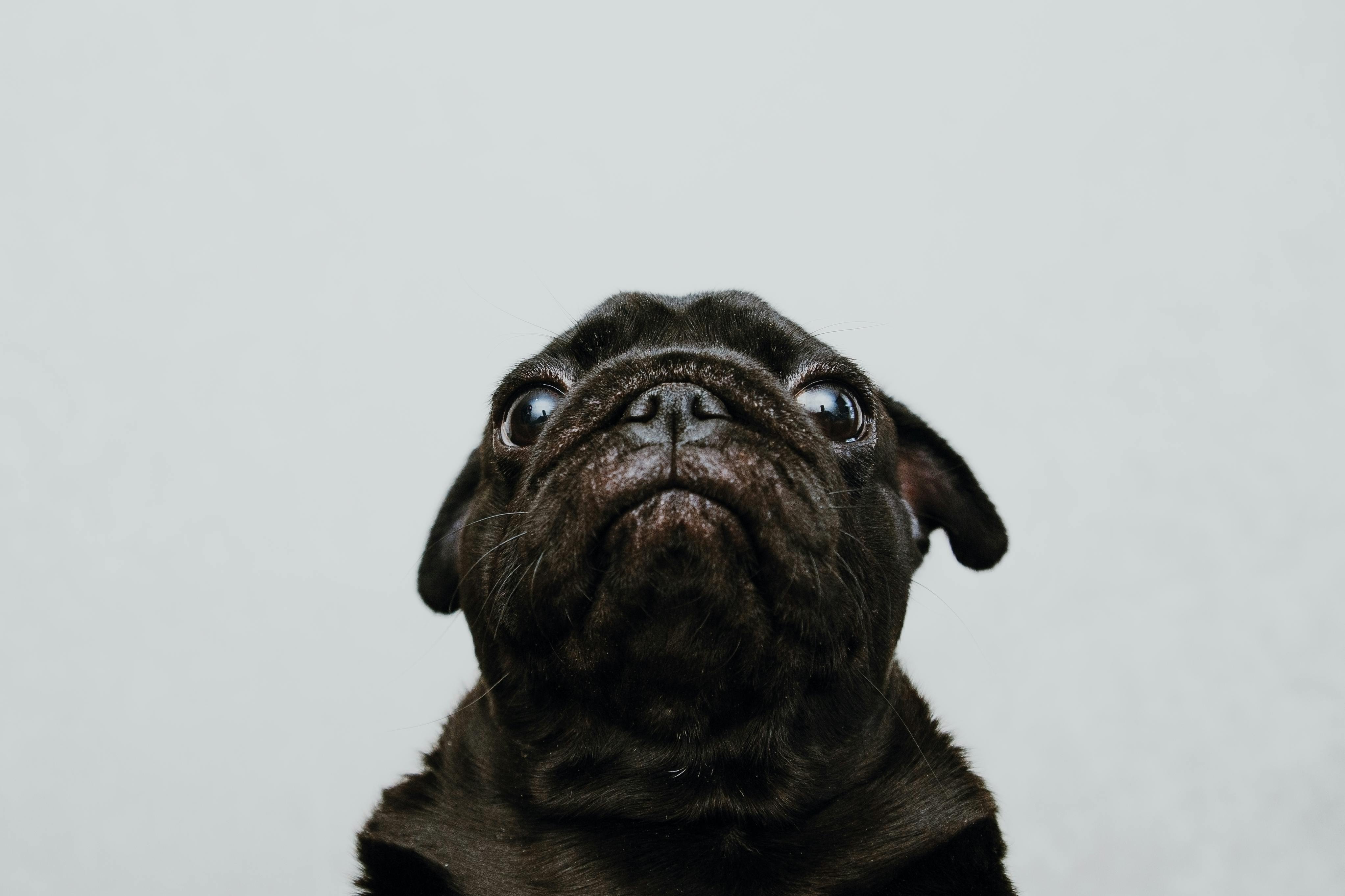 How Can Calming Aid Soft Chews Help Reduce Your Dog's Stress?