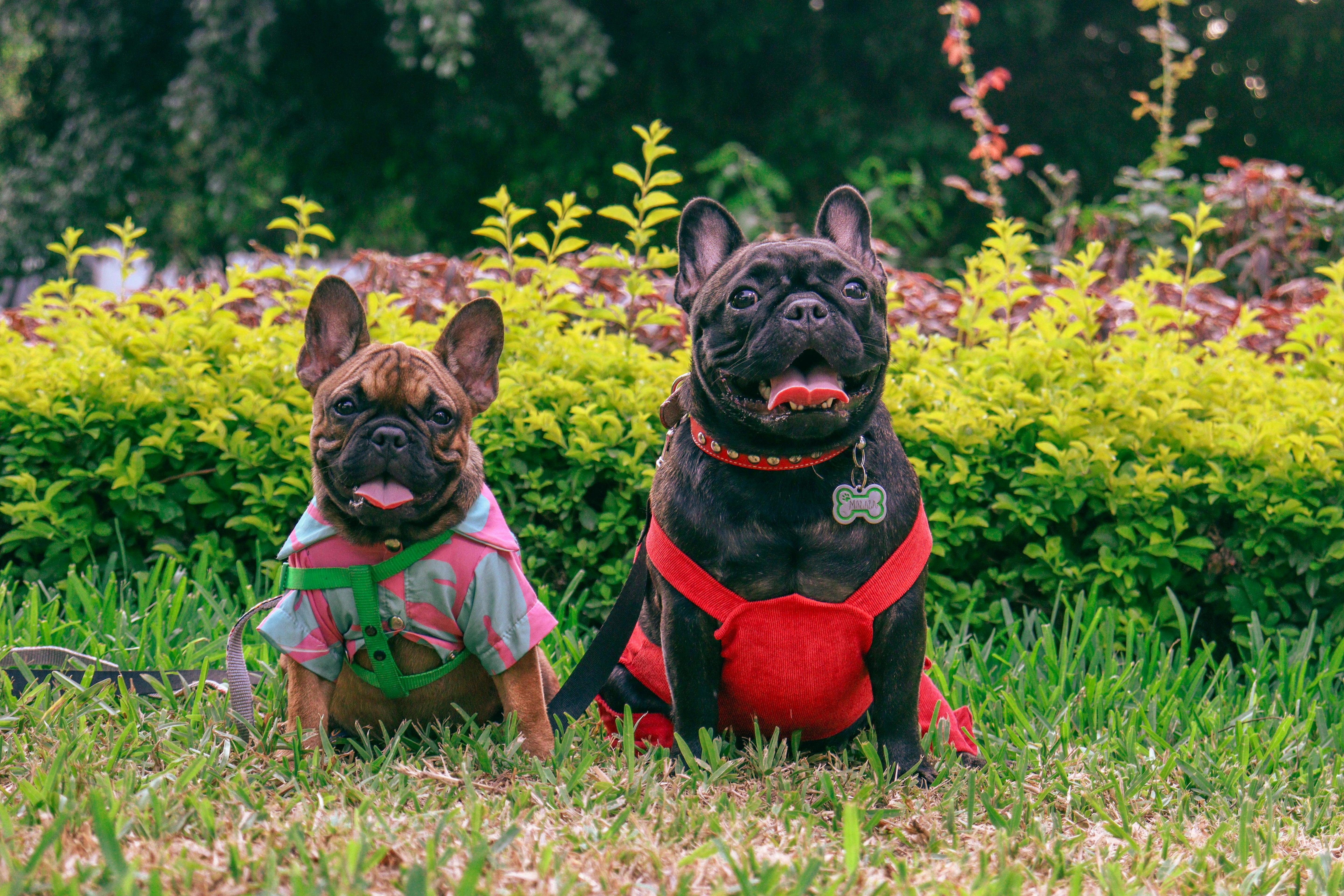 How Can Allergy Relief Soft Chews Help Your Dog?