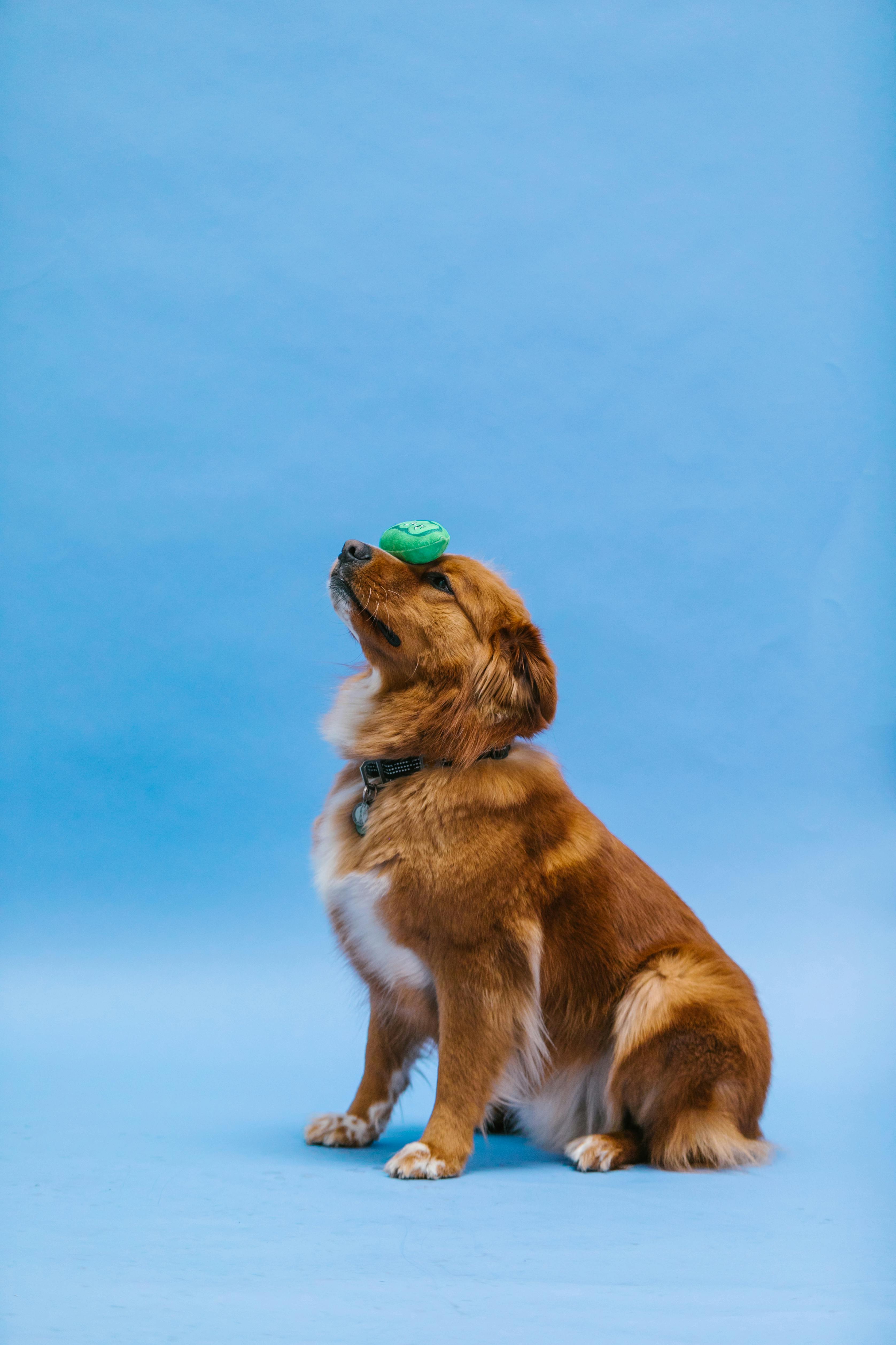 What Makes Chicken Waffle Chips the Perfect Treat for Your Dog?